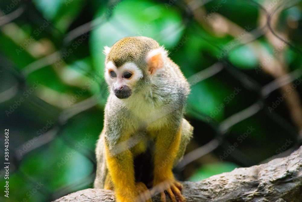 squirrel monkey squirrel monkey