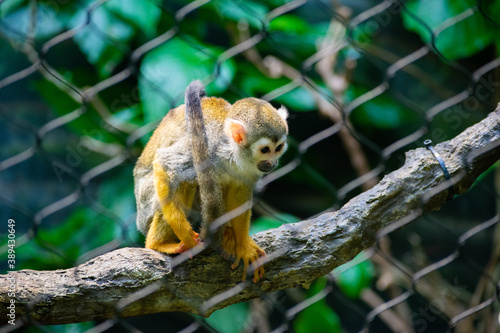 squirrel monkey behind bars