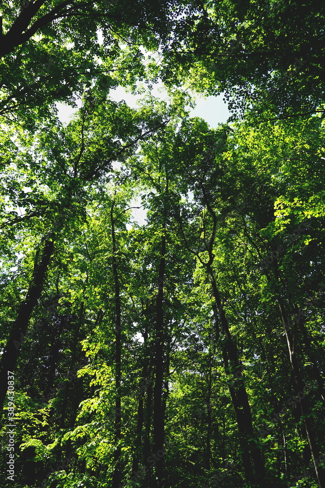 Fototapeta premium Treetops of tall trees with many green leaves on the branches, view from below
