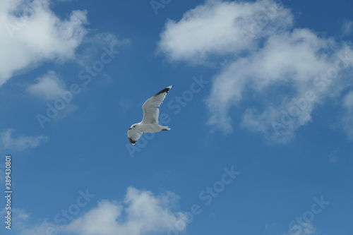 Flying seagull with a clear blue cloudy sky in the background.	
