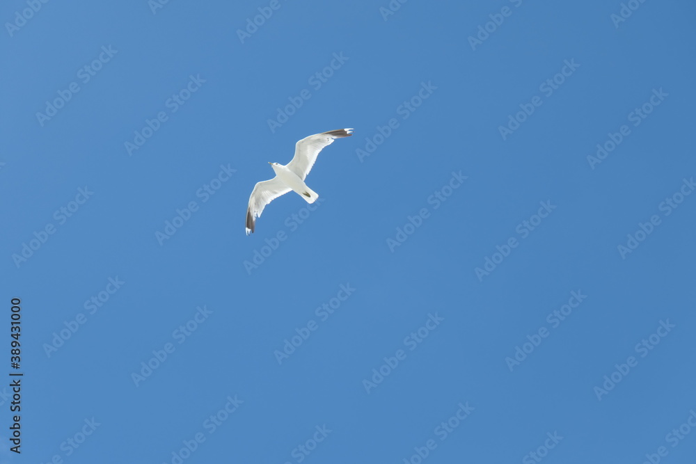 Flying seagull seen from below against a clear blue sky. Flying seagull seen from below against a clear blue sky.