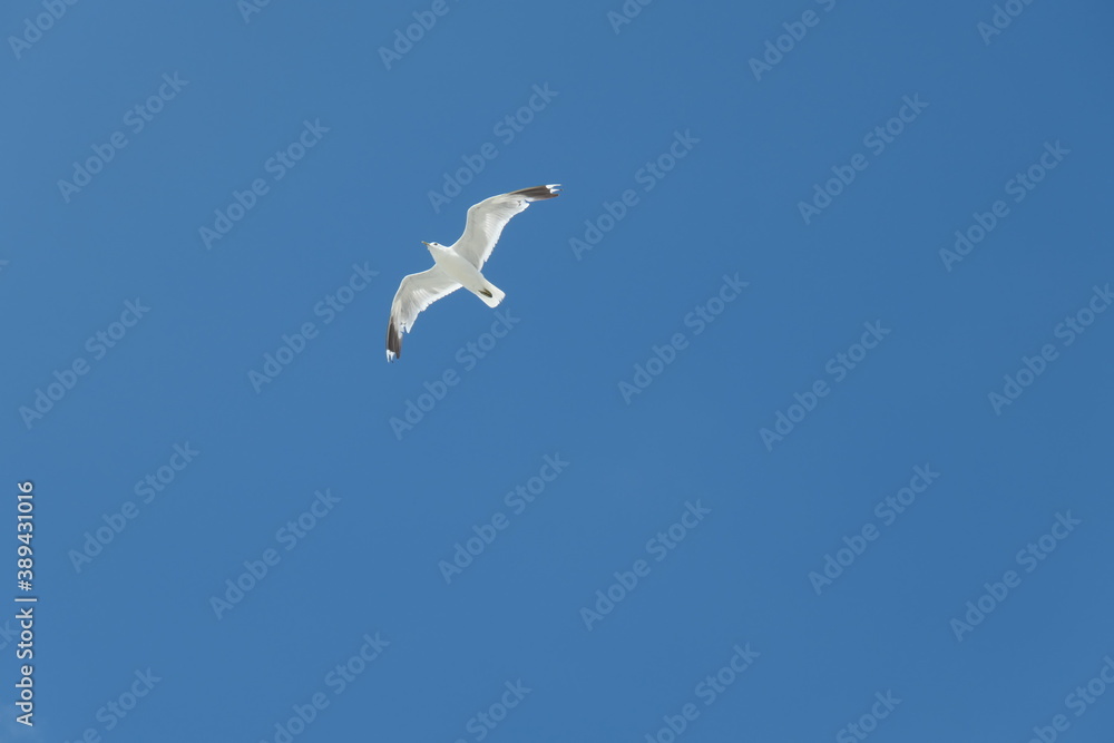 Flying seagull seen from below against a clear blue sky. Flying seagull seen from below against a clear blue sky.
