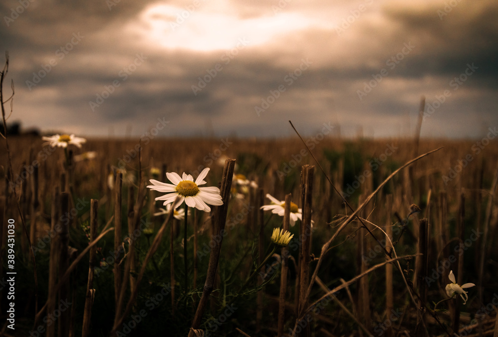 Landscape with Chamomile autumn dark and moody
