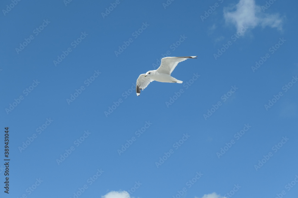 Flying seagull seen from below against a clear blue sky. Flying seagull seen from below against a clear blue sky.