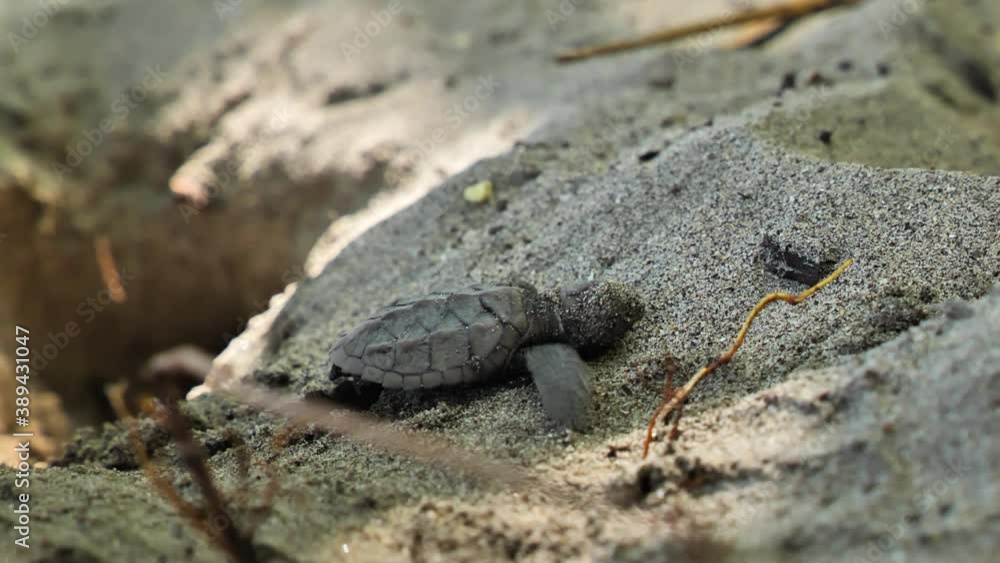 Newborn baby turtle getting out of her nest sandy beach Martinique Newborn baby turtle getting out of her nest sandy beach Martinique