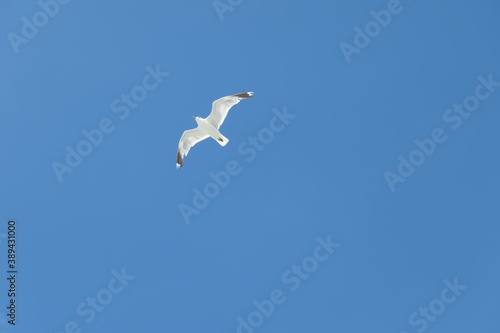 Принти на полотні Flying seagull seen from below against a clear blue sky.