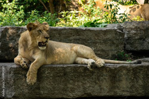 Fotografie female lion