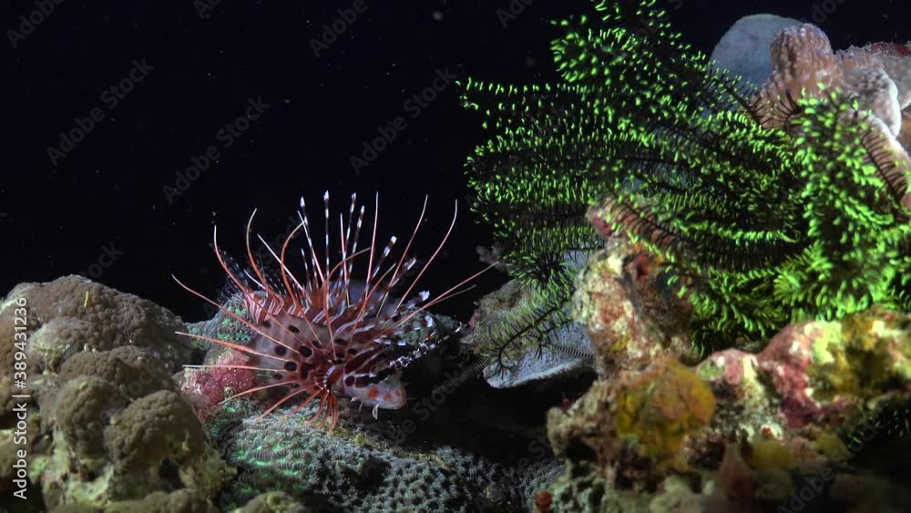 Spotfin Lionfish on coral reef at night. Wide angle shot of Lionfish surrounded by coral in front of black background. Spotfin Lionfish on coral reef at night. Wide angle shot of Lionfish surrounded by coral in front of black background.