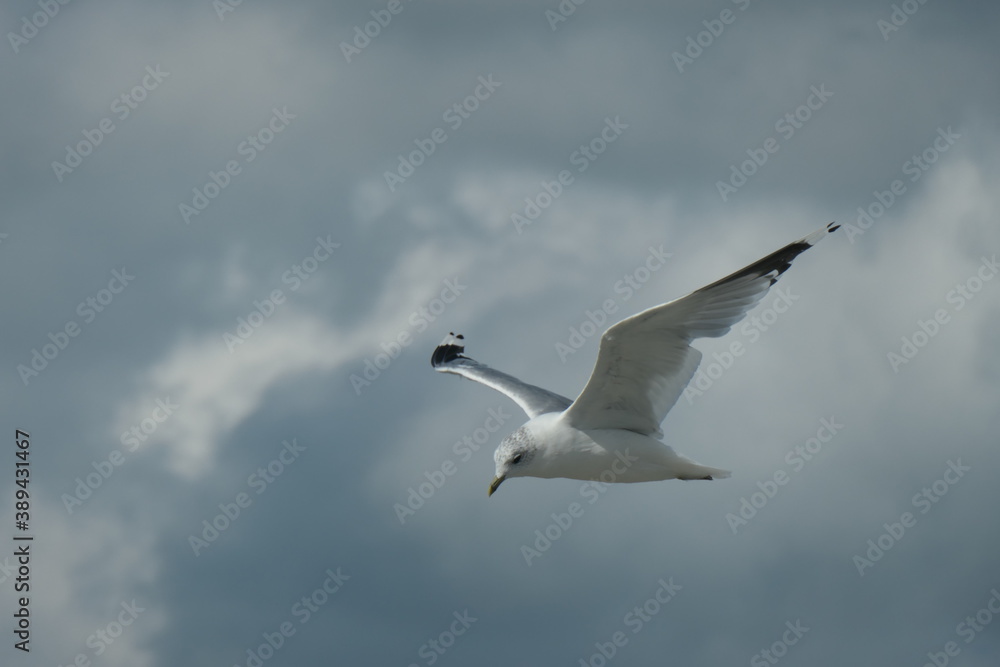 Fototapeta premium Flying seagull up close, with a dark cloudy sky in the background.
