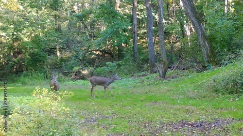 Whitetail deer nipping the hind quarters of the a second do in clearing in the woods on a sunny summer afternoon photo