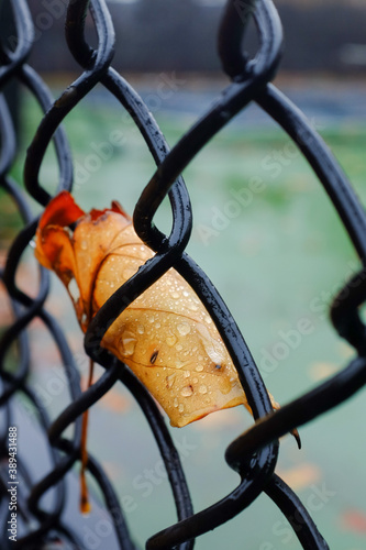 autumn leaf stuck on a metal fence in the rain