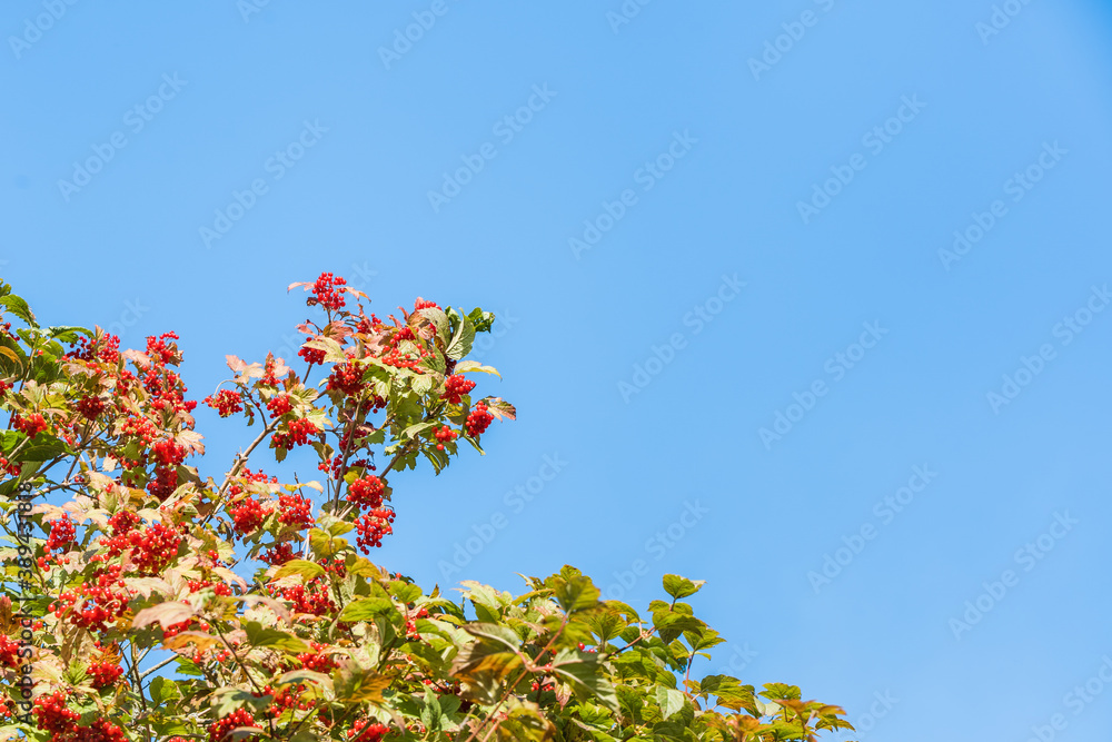 Brunches of Red Viburnum against Clear Blue Sky with Copy Space. Autumn Harvest Concept Brunches of Red Viburnum against Clear Blue Sky with Copy Space. Autumn Harvest Concept