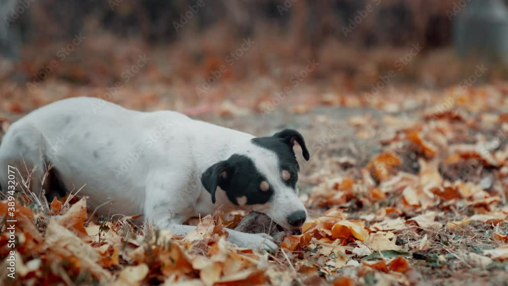 A funny white dog playing with stone in late autumn A funny white dog playing with stone in late autumn