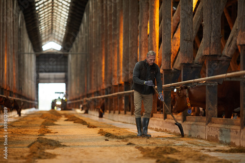 Wide angle portrait of mature farm worker cleaning cow shed while working at family ranch  copy space