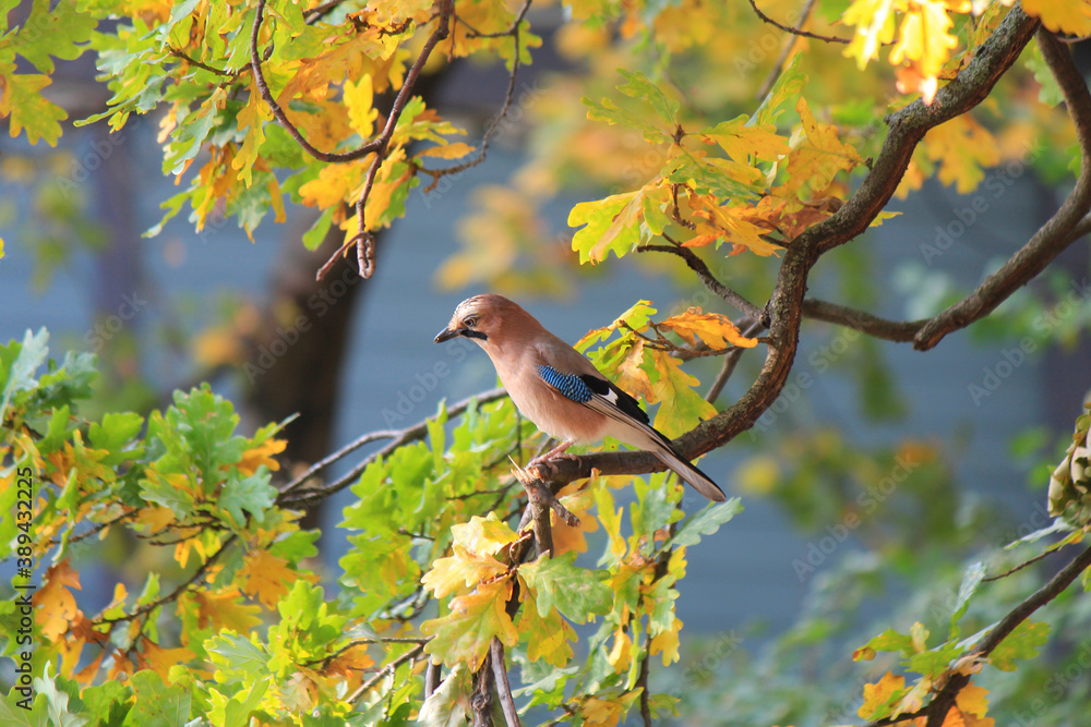 Obraz premium beautiful cute jay resting in the forest