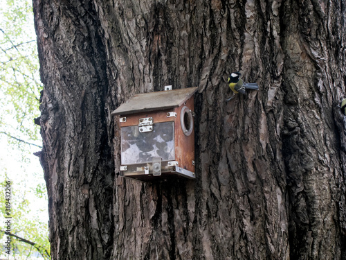A Starling sits on the bark of a tree near a birdhouse with food