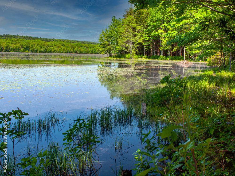 lake in the forest