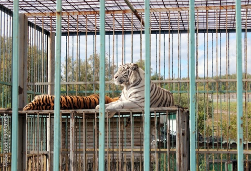 An ordinary tiger and an albino tiger in a zoo cage