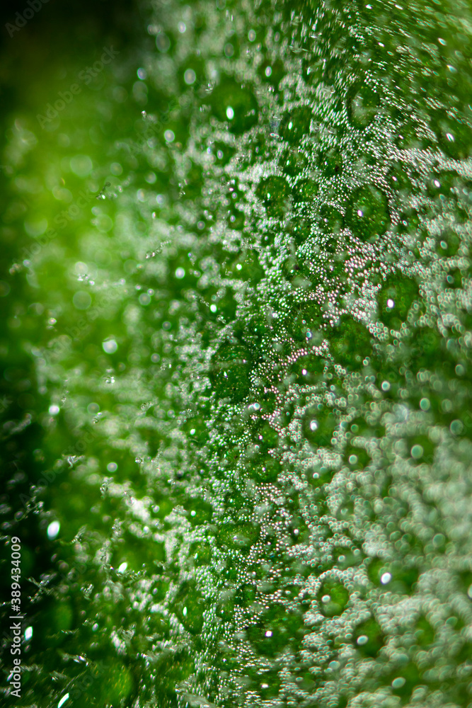 Abstraction natural blurred background. Water drops on a leaf, beautiful natural background. Eco background.