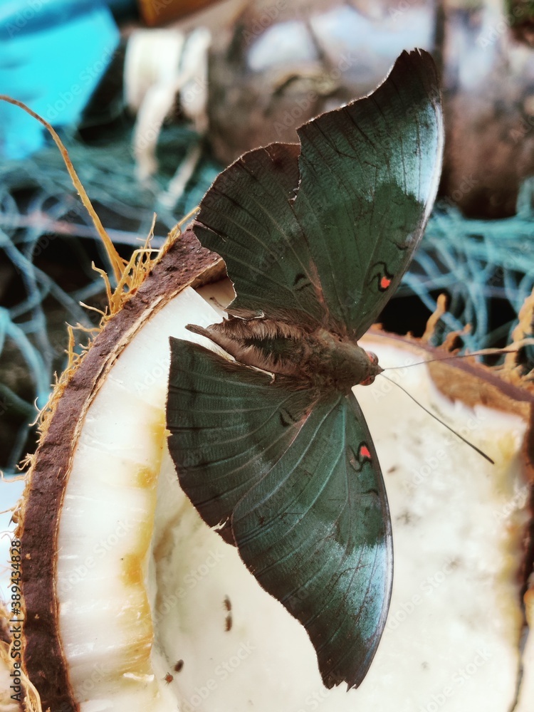 Obraz premium Butterfly on a coconut