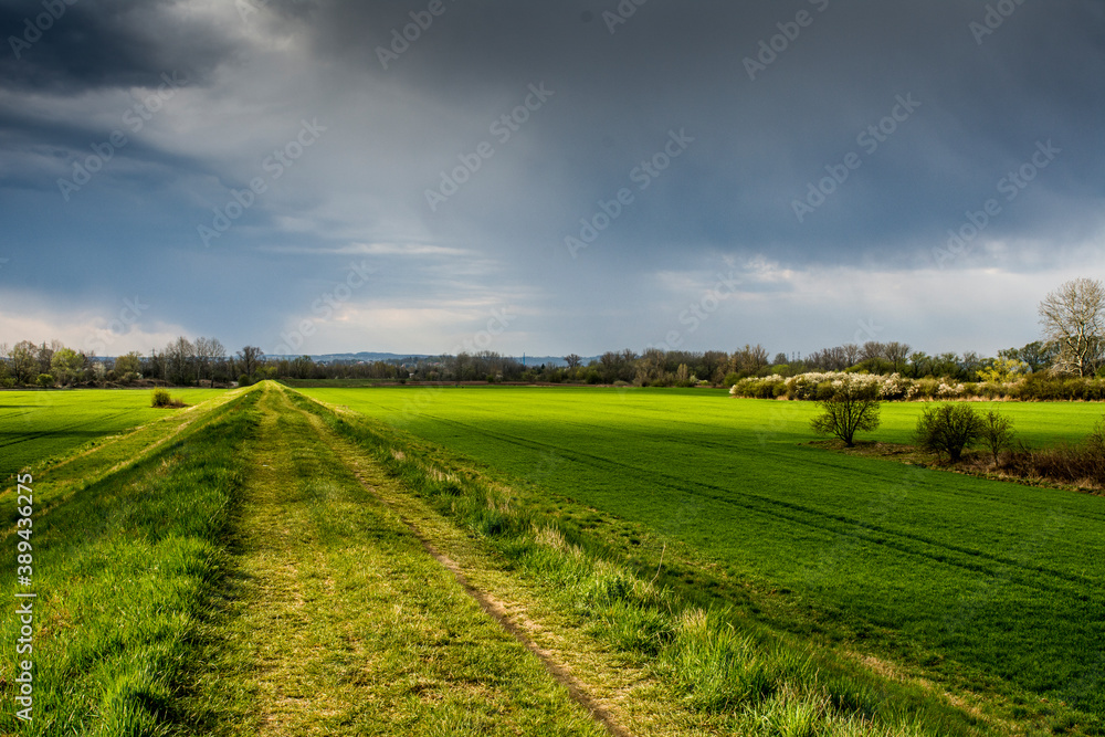 pola, krajobraz, droga, niebo, zieleń, lato, rolnictwa, blękit, kraj, horyzont, chmura, kraina, droga, chmura, farma, roślin, nasłoneczniony