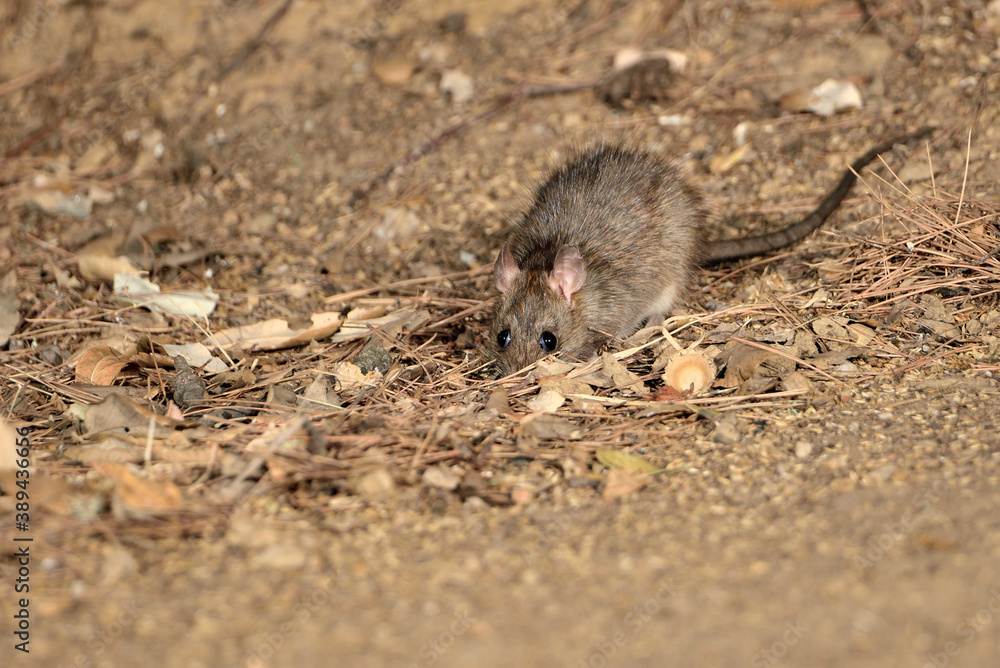 rata comiendo en el parque (Rattus rattus) Ojén Málaga España rata comiendo en el parque (Rattus rattus) Ojén Málaga España