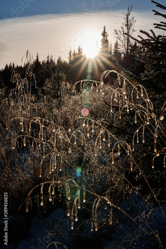 Sun star or sunburst shot with the correct aperture . Wild grass in the front and forest and snow in the middle and back