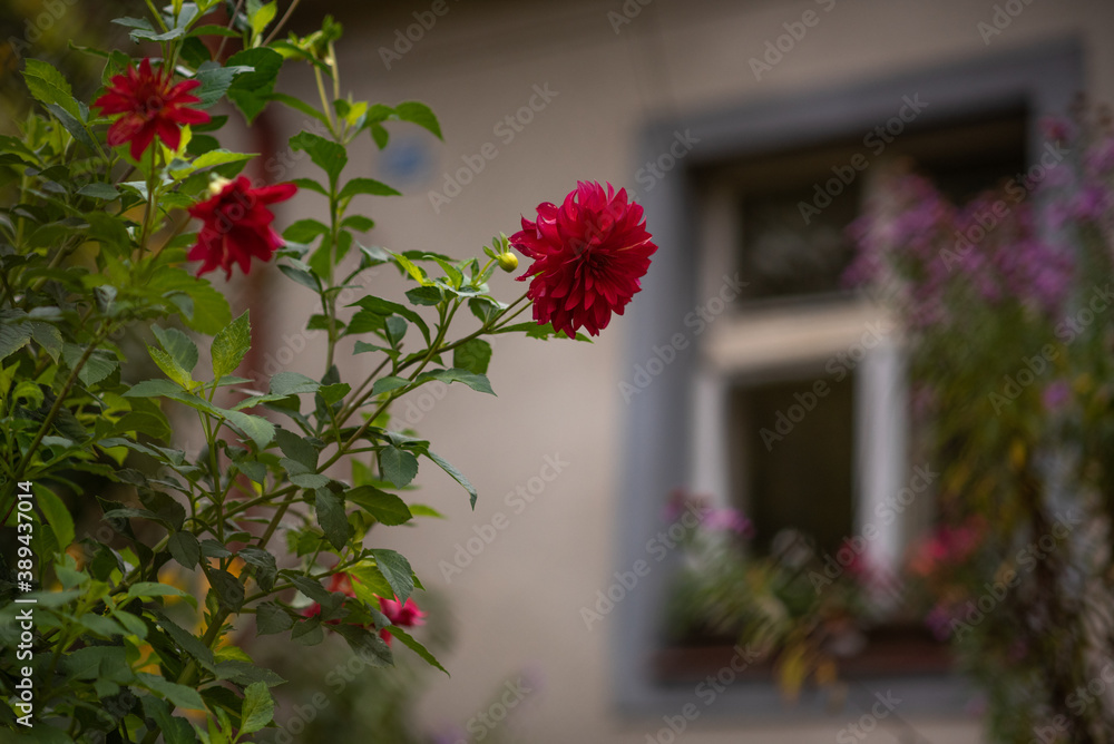 Fototapeta premium Close up of a Red flower having a window at the back