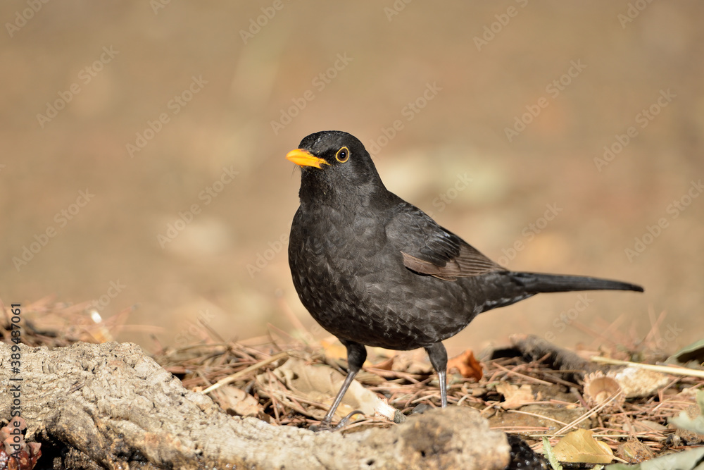 mirlo en el estanque del parque (Turdus merula) Ojén Málaga España mirlo en el estanque del parque (Turdus merula) Ojén Málaga España