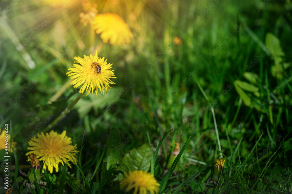 Yellow flowers with green grass background with flying bee during the blossom days in summer Yellow flowers with green grass background with flying bee during the blossom days in summer