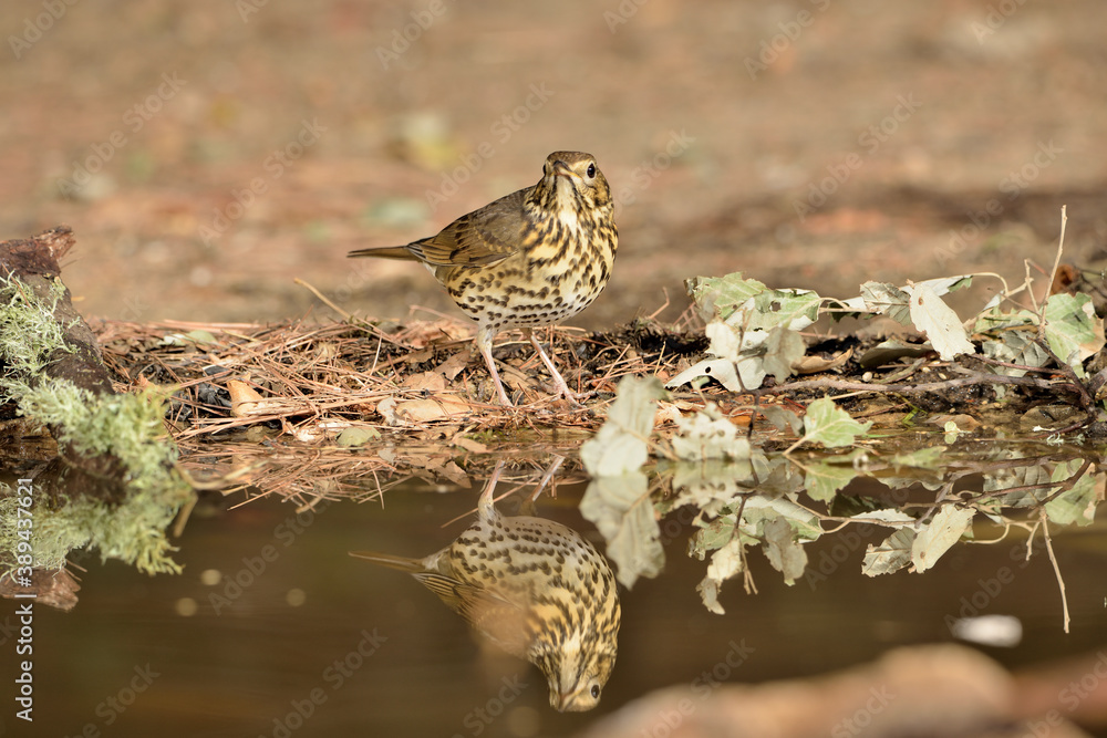 zorzal bebiendo en el estanque del bosque (Turdus philomelos) Ojén Málaga España zorzal bebiendo en el estanque del bosque (Turdus philomelos) Ojén Málaga España
