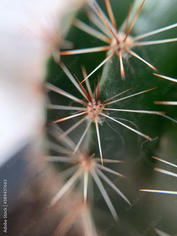 Obraz premium cactus close up