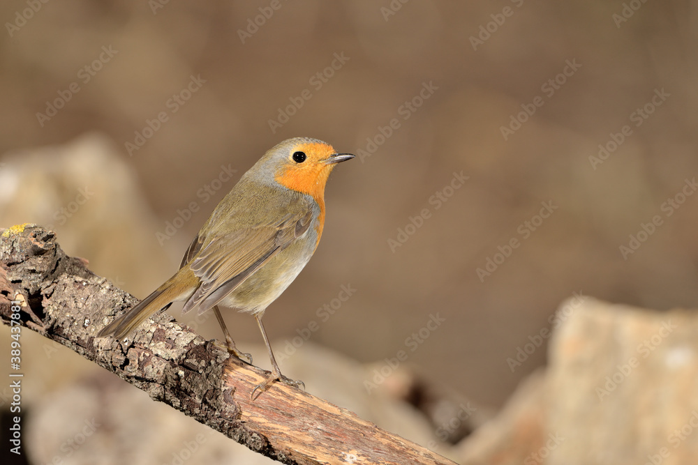 petirrojo europeo posado en una rama (Erithacus rubecula) Ojén Málaga España petirrojo europeo posado en una rama (Erithacus rubecula) Ojén Málaga España