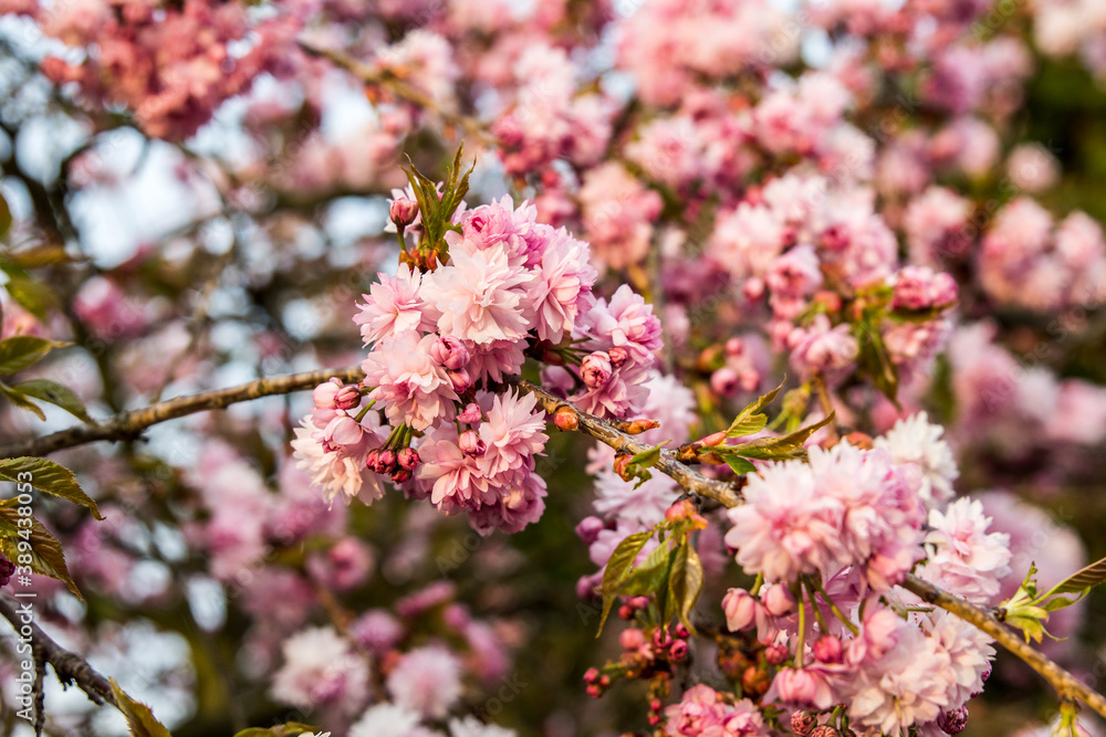 kwiat, roz, kwiat, galąz, roślin, kwitnienie, pora roku, beuty, kwiatowy, piękne, flora, makro kwiat, roz, kwiat, galąz, roślin, kwitnienie, pora roku, beuty, kwiatowy, piękne, flora, makro