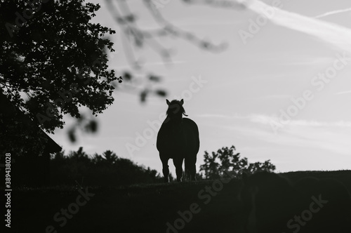 Czarno-biała konturowa sylwetka konia pasącego się o zachodzie słońca na polu