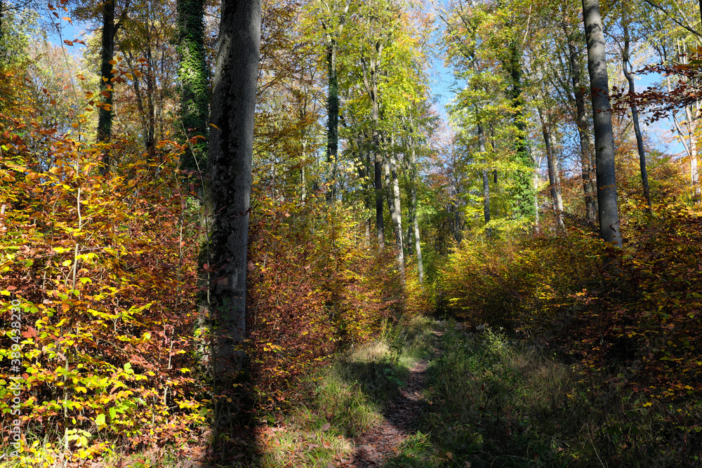 Obraz premium Nature photo shot of autumn in the woods with colorful leaves on trees and bushes - stockphoto
