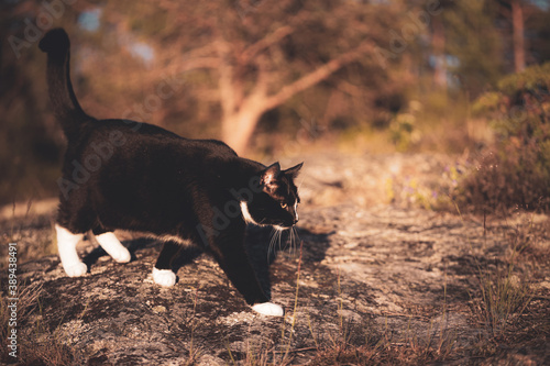 Fototapeta Naklejka Na Ścianę i Meble -  Adorable black and white cat walking in the meadow