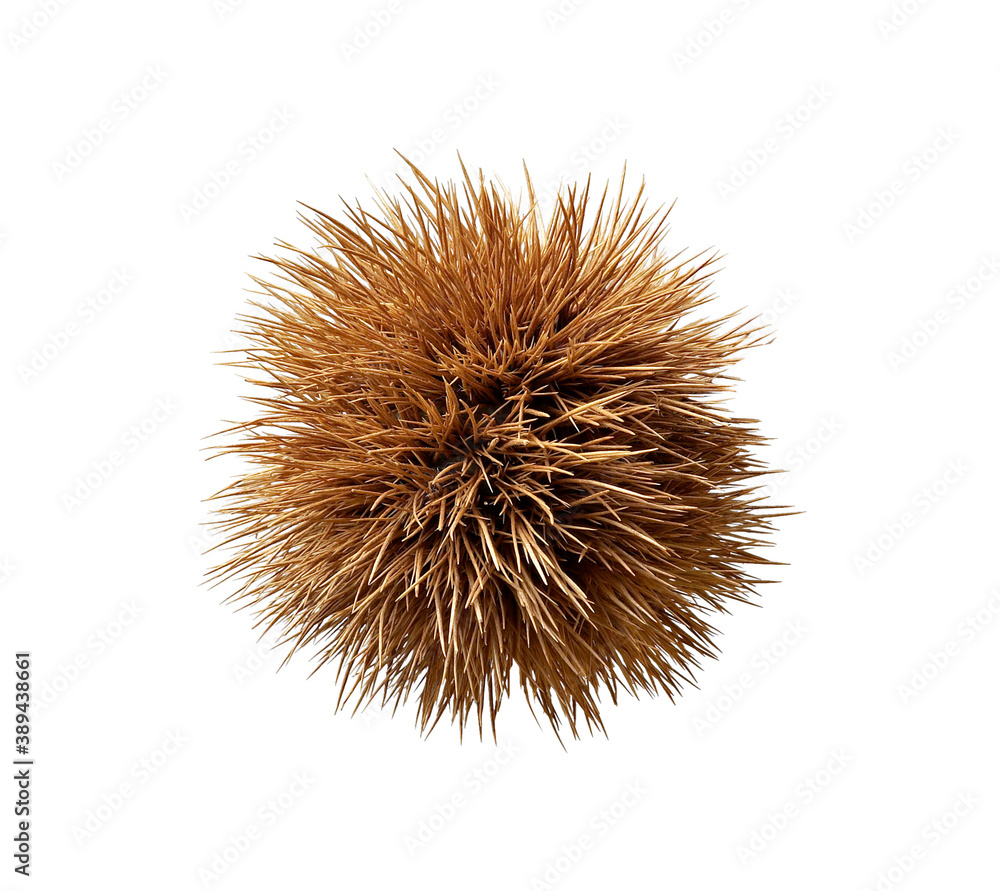 closed chestnut hedgehog, isolated on white background closed chestnut hedgehog, isolated on white background