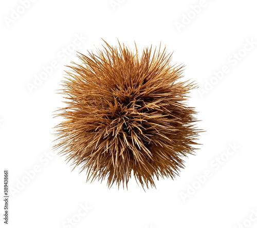 closed chestnut hedgehog, isolated on white background