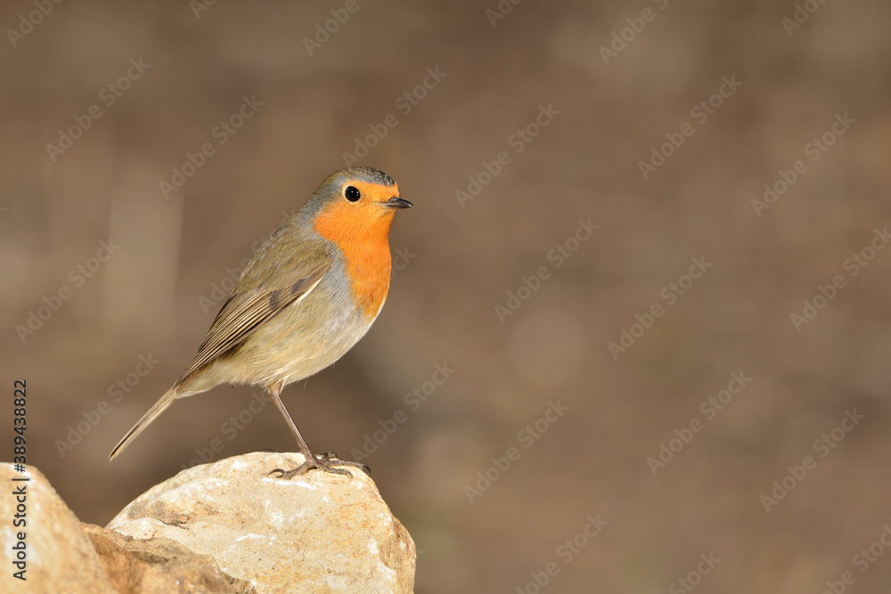 petirrojo europeo posado en una piedra del estanque del parque (Erithacus rubecula) Ojén Málaga España petirrojo europeo posado en una piedra del estanque del parque (Erithacus rubecula) Ojén Málaga España