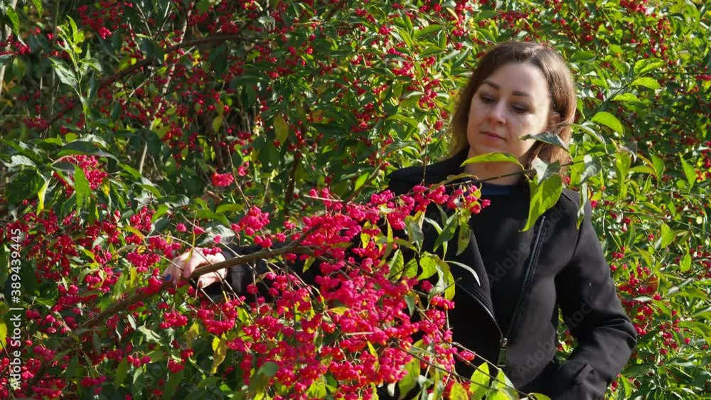 a young woman in a black coat sniffs a Bush with red berries. Honeysuckle in red berries. a young woman in a black coat sniffs a Bush with red berries. Honeysuckle in red berries.