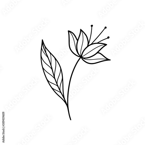 Vector illustration of hand drawn magic Flower isolated on white background. Line art beautiful Flower for crafters and designers. Good for print, cut, t-shirt design, mugs, card.