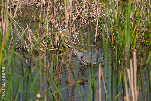 Colorful great blue heron walking in the swamp
