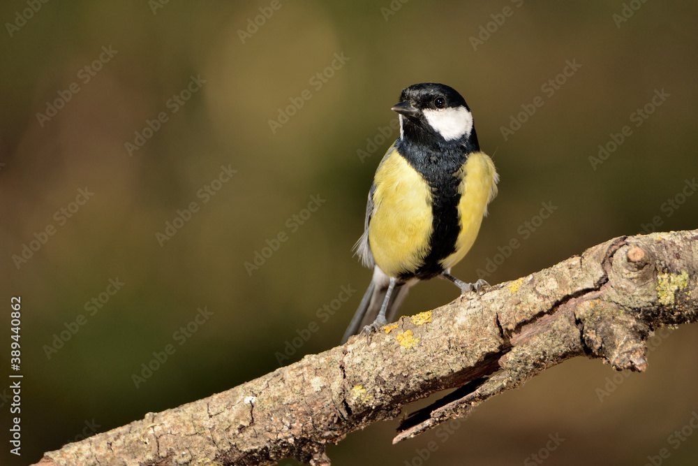 carbonero posado en una rama (Parus major) Ojén Málaga España carbonero posado en una rama (Parus major) Ojén Málaga España