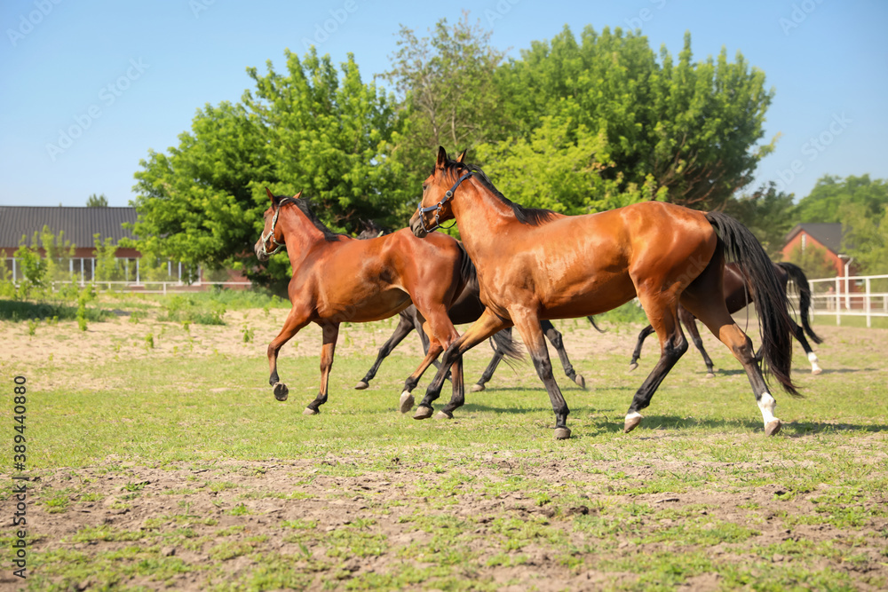 Bay horses in paddock on sunny day. Beautiful pets Bay horses in paddock on sunny day. Beautiful pets