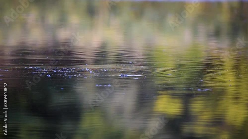 Fish makes circles on the water of a pond or lake