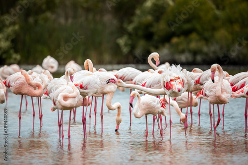 Pink flamingos in Ornithological Park of Pont de Gau, France © yarkafox