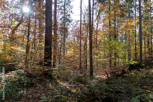 Fototapeta Naklejka Na Ścianę i Meble -  colorful autumn in the forest