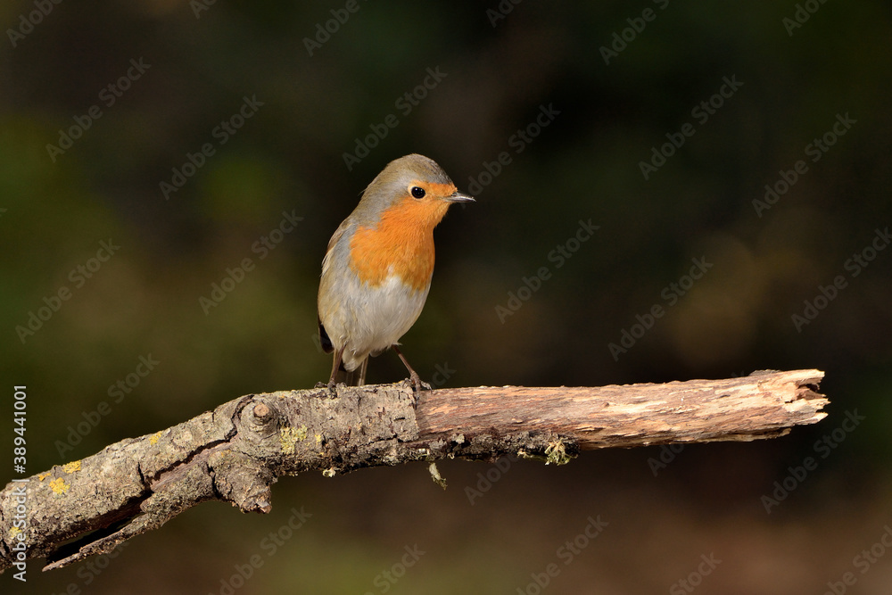 petirrojo europeo posado en una rama (Erithacus rubecula) Ojén Málaga España petirrojo europeo posado en una rama (Erithacus rubecula) Ojén Málaga España