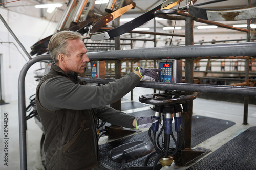 Waist up portrait of mature worker setting up cow milking machine at modern dairy farm, copy space